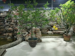 平安夜自駕生態園聯歡 一場與自然共舞的節日盛宴